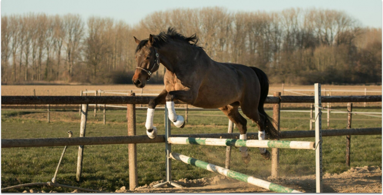 Jumping Horse