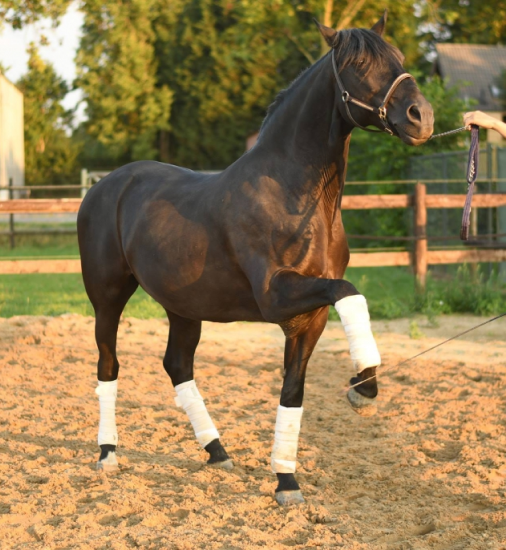 Recommendation Horse